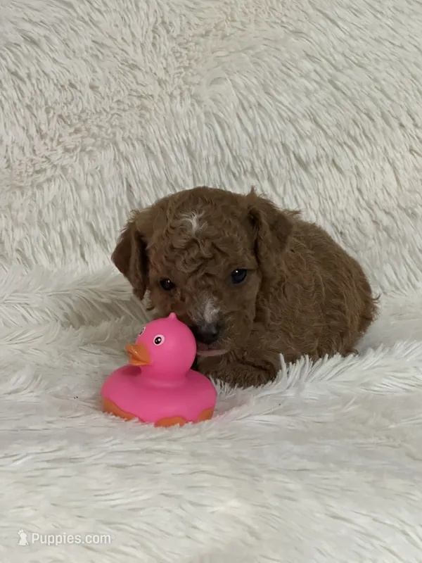 Dani Rose – Bichon Frise, Cavapoo puppy for sale in Greenville, MO