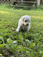 Sara Lee, a female Poodle - Miniature  for sale in Greenville, MO – 3 of 9