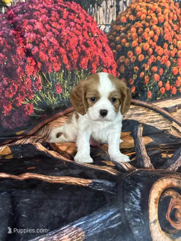 Luke – Cavalier King Charles Spaniel puppy for sale in Greenville, MO
