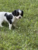 Rainie, a female Cavalier King Charles Spaniel for sale in Greenville, MO – 8 of 8
