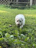 Sara Lee, a female Poodle - Miniature  for sale in Greenville, MO – 7 of 9