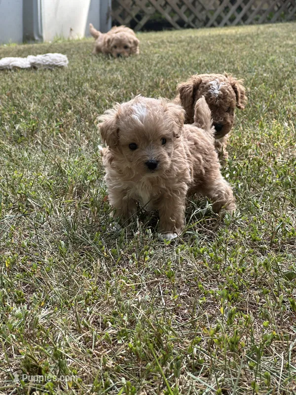 Danny – Bichon Frise, Cavapoo puppy for sale in Greenville, MO