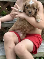 Harley, a male Cavapoo for sale in Greenville, MO – 4 of 6