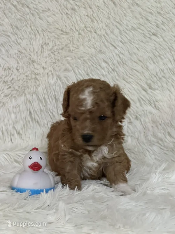 Donner – Bichon Frise, Cavapoo puppy for sale in Greenville, MO