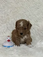 Donner, a male Bichon Frise and Cavapoo for sale in Greenville, MO – 1 of 6