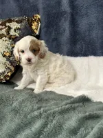 Molly, a female Cavapoo for sale in Greenville, MO – 2 of 10
