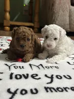 Suzy Q, a female Poodle - Miniature  for sale in Greenville, MO – 6 of 6