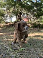 MILA, a female Cavapoo for sale in Greenville, MO – 3 of 9