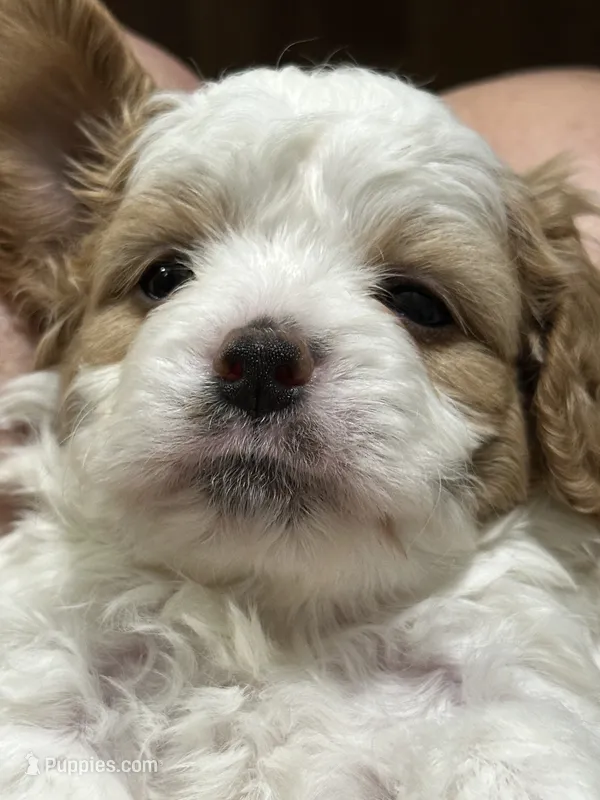 Teddy – Cavapoo puppy for sale in Greenville, MO