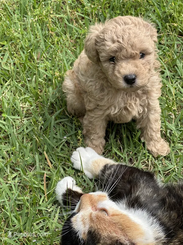 Teddy – Poodle - Miniature  puppy for sale in Greenville, MO