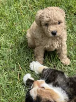 Casper, a male Poodle - Miniature  for sale in Greenville, MO – 4 of 9