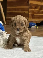 Ruby, a female Cavapoo for sale in Greenville, MO – 2 of 10