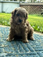Stevie, a male Poodle - Miniature  for sale in Greenville, MO – 3 of 5