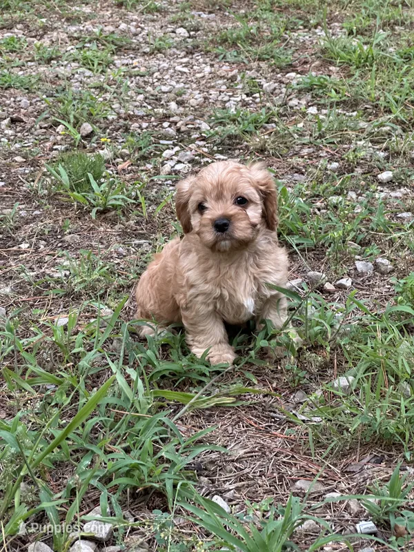Jolie – Cavapoo puppy for sale in Greenville, MO