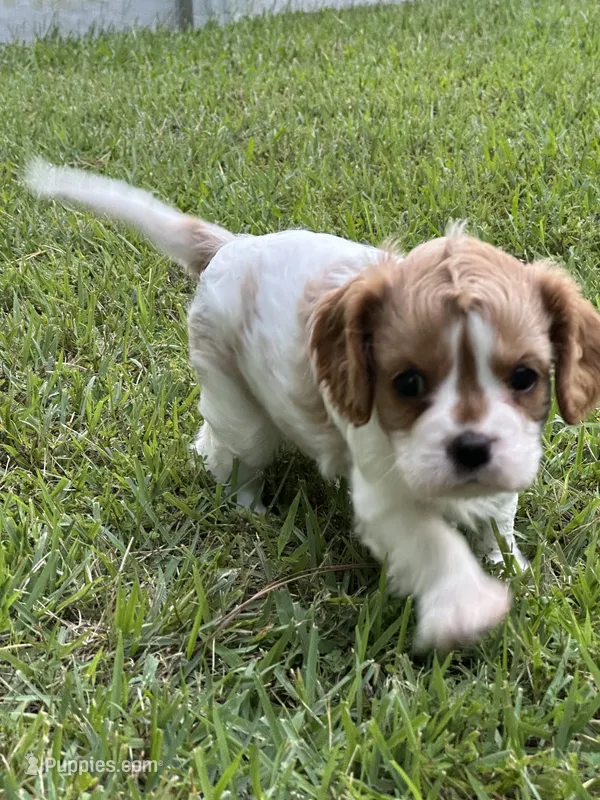 Remi – Cavalier King Charles Spaniel puppy for sale in Greenville, MO