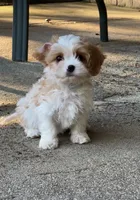 Mika, a male Cavachon for sale in Greenville, MO – Photo 5 of 6