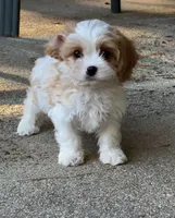 Mika, a male Cavachon for sale in Greenville, MO – Photo 1 of 6