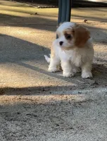 Mika, a male Cavachon for sale in Greenville, MO – Photo 4 of 6