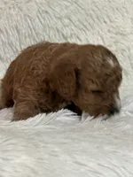 Dani Rose, a female Bichon Frise and Cavapoo for sale in Greenville, MO – 2 of 3