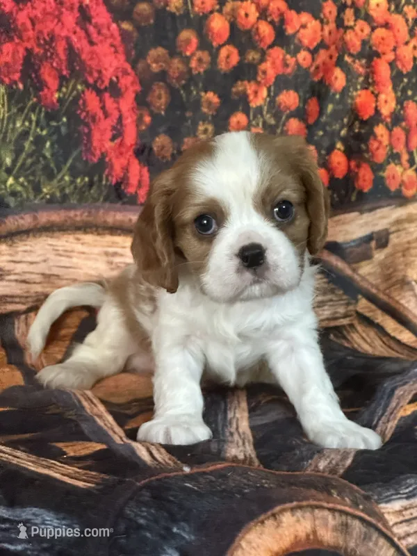 Lane – Cavalier King Charles Spaniel puppy for sale in Greenville, MO