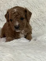 Dani Rose, a female Bichon Frise and Cavapoo for sale in Greenville, MO – 3 of 3