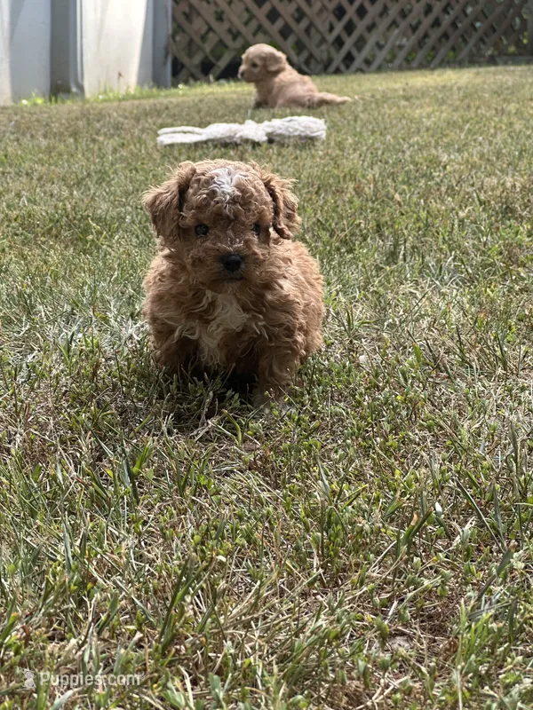 Donner – Bichon Frise, Cavapoo puppy for sale in Greenville, MO