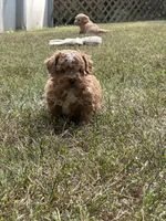 Tiny Donner, a male Bichon Frise and Cavapoo for sale in Greenville, MO – 1 of 6