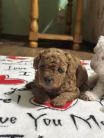 Suzy Q, a female Poodle - Miniature  for sale in Greenville, MO – 5 of 6