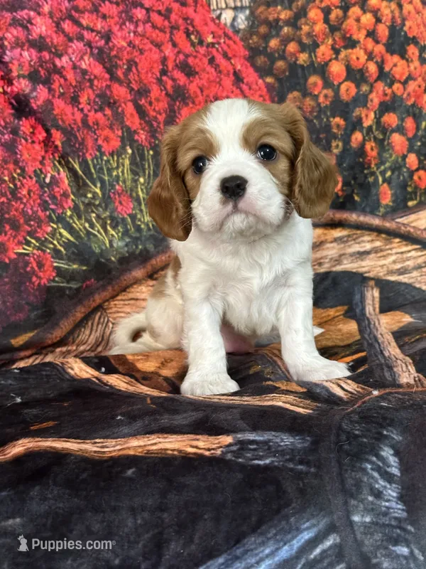 Luke – Cavalier King Charles Spaniel puppy for sale in Greenville, MO