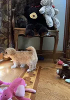 Biscuit, a male Bichon Frise and Cavapoo for sale in Greenville, MO – Photo 9 of 10