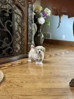 Biscuit, a male Bichon Frise and Cavapoo for sale in Greenville, MO – Photo 3 of 10