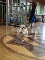 Biscuit, a male Bichon Frise and Cavapoo for sale in Greenville, MO – Photo 4 of 10