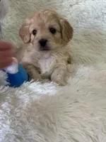 Landon, a male Bichon Frise and Cavapoo for sale in Greenville, MO – Photo 3 of 5