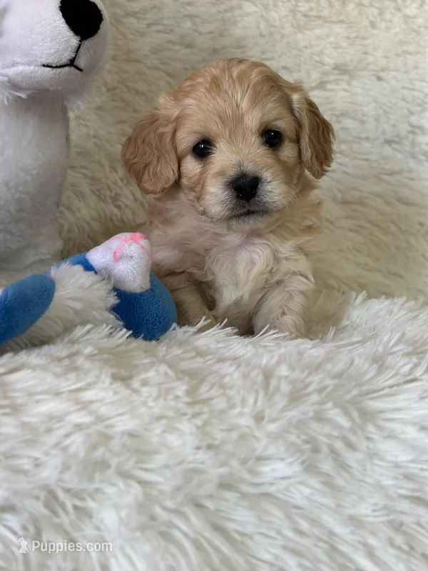 Landon – Bichon Frise, Cavapoo puppy for sale in Greenville, MO