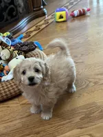 Biscuit, a male Bichon Frise and Cavapoo for sale in Greenville, MO – Photo 7 of 10
