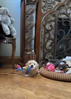 Biscuit, a male Bichon Frise and Cavapoo for sale in Greenville, MO – Photo 10 of 10