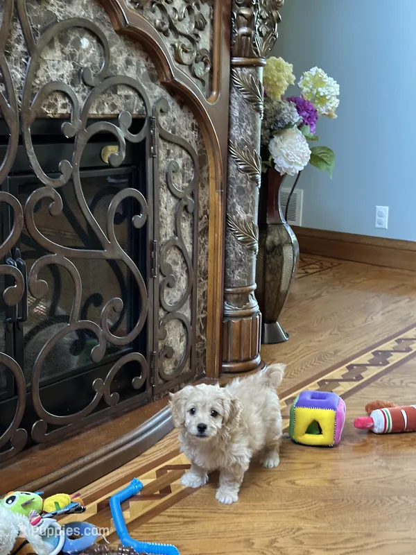 Biscuit – Bichon Frise, Cavapoo puppy for sale in Greenville, MO