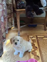 Biscuit, a male Bichon Frise and Cavapoo for sale in Greenville, MO – Photo 5 of 10