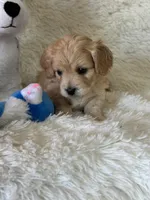 Landon, a male Bichon Frise and Cavapoo for sale in Greenville, MO – Photo 4 of 5