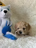 Landon, a male Bichon Frise and Cavapoo for sale in Greenville, MO – Photo 5 of 5