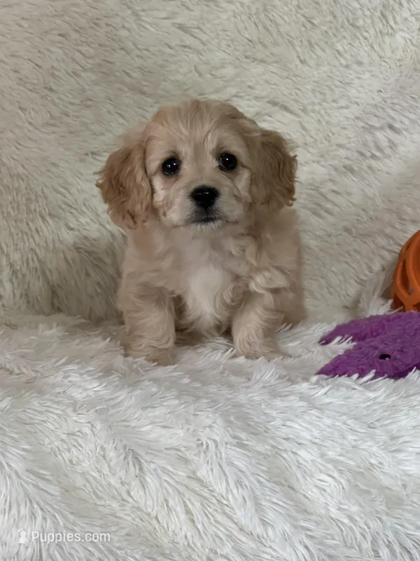Landon – Bichon Frise, Cavapoo puppy for sale in Greenville, MO