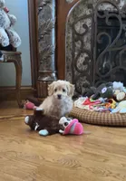 Biscuit, a male Bichon Frise and Cavapoo for sale in Greenville, MO – Photo 8 of 10