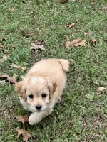 Biscuit, a male Bichon Frise and Cavapoo for sale in Greenville, MO – Photo 2 of 10