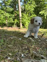 MIKE, a male Cavapoo for sale in Greenville, MO – 8 of 10