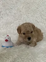 Denny, a male Bichon Frise and Cavapoo for sale in Greenville, MO – 4 of 6