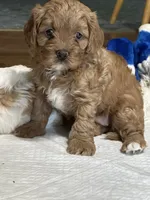Ruby, a female Cavapoo for sale in Greenville, MO – 5 of 10