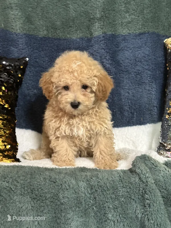 River – Poodle - Miniature  puppy for sale in Greenville, MO