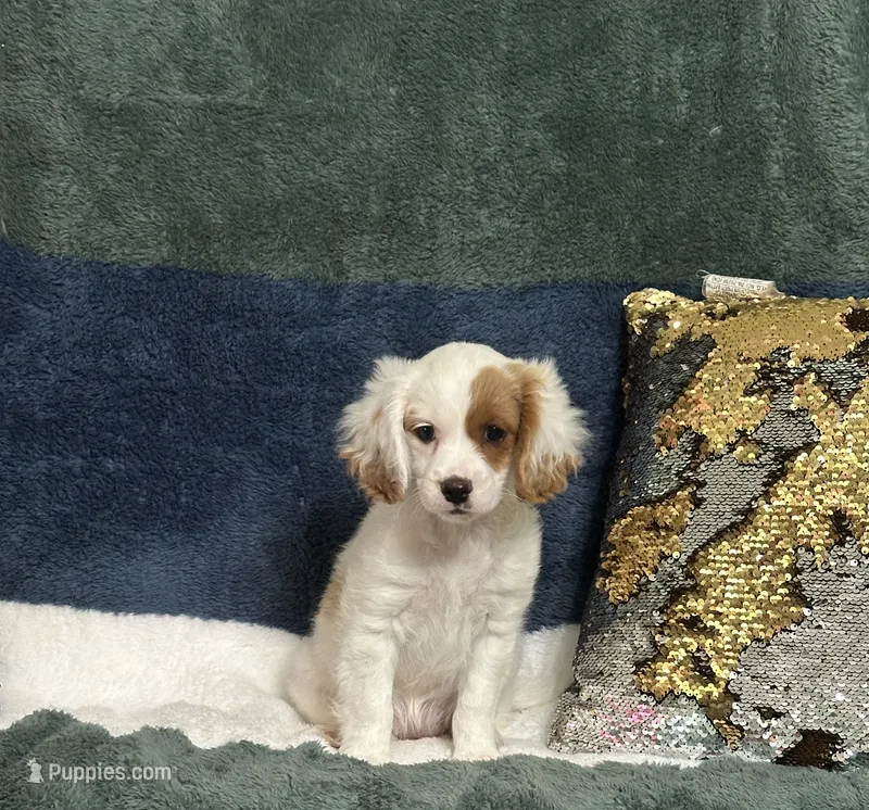 Pattie – Cavapoo puppy for sale in Greenville, MO