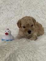 Denny, a male Bichon Frise and Cavapoo for sale in Greenville, MO – 6 of 6