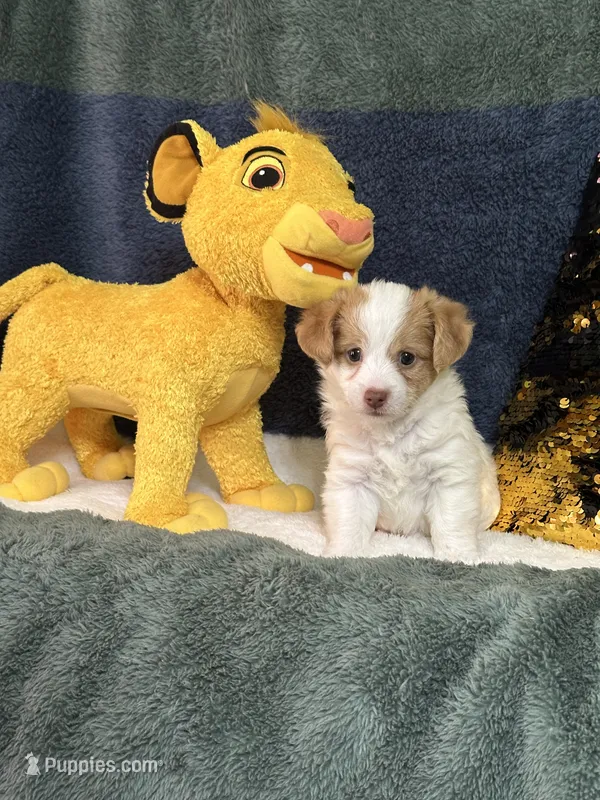 Colby – Yorkipoo puppy for sale in Greenville, MO